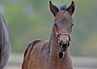 GI Winner Telling Represented by First Foals GI Winner Telling Represented by First Foals