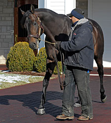 First Mares in Foal to Spendthrift's New Guns First Mares in Foal to Spendthrift's New Guns