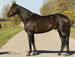 Teton Forest Gets Initial Winner Teton Forest Gets Initial Winner