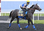 The Factor, 'Rocket' Clash in Golden Shaheen
