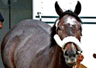 The Factor Settling in at Churchill The Factor Settling in at Churchill