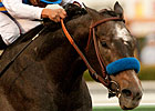 The Factor Heading to the Rebel Stakes The Factor Heading to the Rebel Stakes