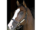 The Green Monkey to Work; Won't Start at Saratoga The Green Monkey to Work; Won't Start at Saratoga