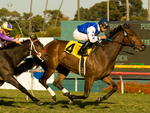 New York Invader The Mailet Posts Miesque Win New York Invader The Mailet Posts Miesque Win