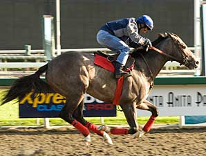 The Pamplemousse Out of Kentucky Derby The Pamplemousse Out of Kentucky Derby