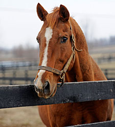 Champion The Wicked North Euthanized Champion The Wicked North Euthanized