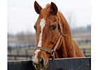 Champion The Wicked North Euthanized Champion The Wicked North Euthanized