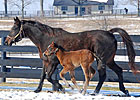 First of the Last Two Theatrical Foals Born First of the Last Two Theatrical Foals Born