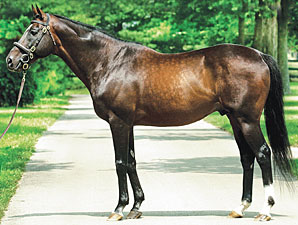 Theatrical, Champion and Leading Sire, Dies Theatrical, Champion and Leading Sire, Dies