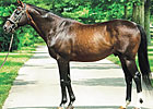 Theatrical, Champion and Leading Sire, Dies Theatrical, Champion and Leading Sire, Dies
