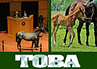 TOBA to Offer Webcast of Ownership Seminar TOBA to Offer Webcast of Ownership Seminar
