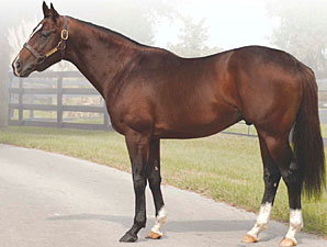 Florida Stallion Three Wonders Dead Florida Stallion Three Wonders Dead