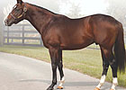 Florida Stallion Three Wonders Dead Florida Stallion Three Wonders Dead