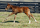 Rachel Alexandra and Her Foal (Blog)