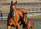 Through The Lens: Dreaming of Anna's New Colt Through The Lens: Dreaming of Anna's New Colt