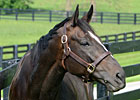 Through The Lens: Zenyatta at Lane's End Farm
