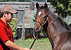 Mares in Japan: California Girls