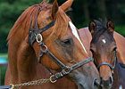 Mares in Japan Part 3: American Royalty