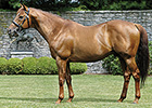 KY Derby Winner Thunder Gulch Pensioned at 23 KY Derby Winner Thunder Gulch Pensioned at 23