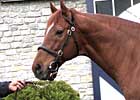 Past Kentucky Derby Winners: Thunder Gulch Past Kentucky Derby Winners: Thunder Gulch