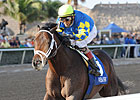 Super Shopper Starlight Has Basket of 3YOs Super Shopper Starlight Has Basket of 3YOs