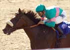 Breeders' Cup Focus: Tiago Breeders' Cup Focus: Tiago