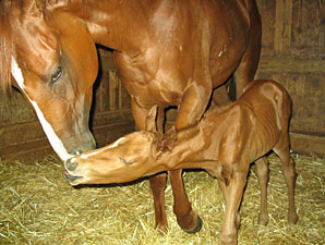 2YO Filly Gives Birth at Louisiana Downs 2YO Filly Gives Birth at Louisiana Downs