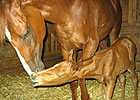 2YO Filly Gives Birth at Louisiana Downs 2YO Filly Gives Birth at Louisiana Downs