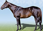 Stallion Tiger Ridge Dies at Age 18 Stallion Tiger Ridge Dies at Age 18