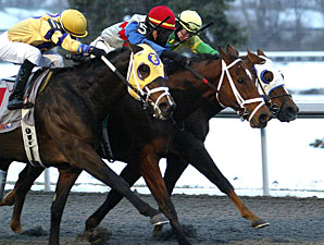 Prairie Bayou: Timeless Fashion Noses 'Victor Prairie Bayou: Timeless Fashion Noses 'Victor