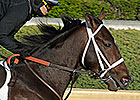 Lukas Adds Third Preakness Contender