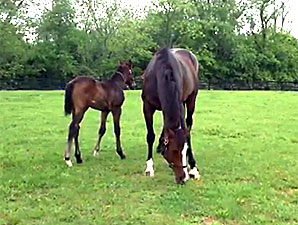 Preakness: Oxbow's Dam Tizamazing with Foal