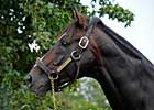 Tiznow Colt Tops Barretts Sale