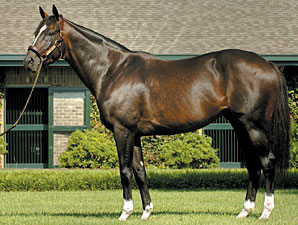 WinStar Announces 2009 Stud Fees WinStar Announces 2009 Stud Fees