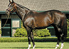 WinStar Announces 2009 Stud Fees