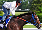 Belmont Profile: Tomcito Belmont Profile: Tomcito