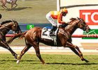 Tom's Tribute Triumphs in Del Mar Mile Tom's Tribute Triumphs in Del Mar Mile