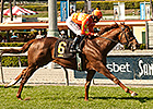 Tom's Tribute Equals Wise Dan's Course Mark Tom's Tribute Equals Wise Dan's Course Mark