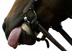 Why Do Racehorses Wear Tongue Ties? Why Do Racehorses Wear Tongue Ties?