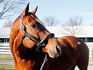 Topliner Brings $1.4 Million at Keeneland Topliner Brings $1.4 Million at Keeneland