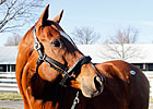 Topliner Brings $1.4 Million at Keeneland