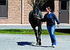 TradeZone: AAEP 2009 - Lameness Treatments