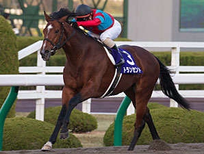 No Catching Transcend in Japan Cup Dirt No Catching Transcend in Japan Cup Dirt