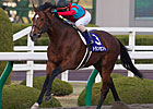 No Catching Transcend in Japan Cup Dirt No Catching Transcend in Japan Cup Dirt