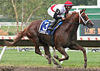 Trappe Shot, Calibrachoa Battle in True North Trappe Shot, Calibrachoa Battle in True North