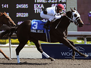 Tribal Belle On Top Again in Hendrie Stakes Tribal Belle On Top Again in Hendrie Stakes