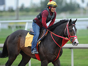 Champion Trinniberg Ready for Golden Shaheen Champion Trinniberg Ready for Golden Shaheen