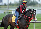Champion Trinniberg Ready for Golden Shaheen Champion Trinniberg Ready for Golden Shaheen