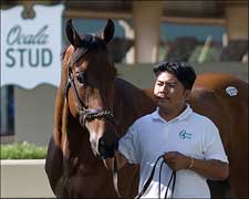 OBSC Spring Produces $410,000 Sale Topper Friday OBSC Spring Produces $410,000 Sale Topper Friday