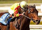 Featured Horse Profile: Turbulent Descent Featured Horse Profile: Turbulent Descent